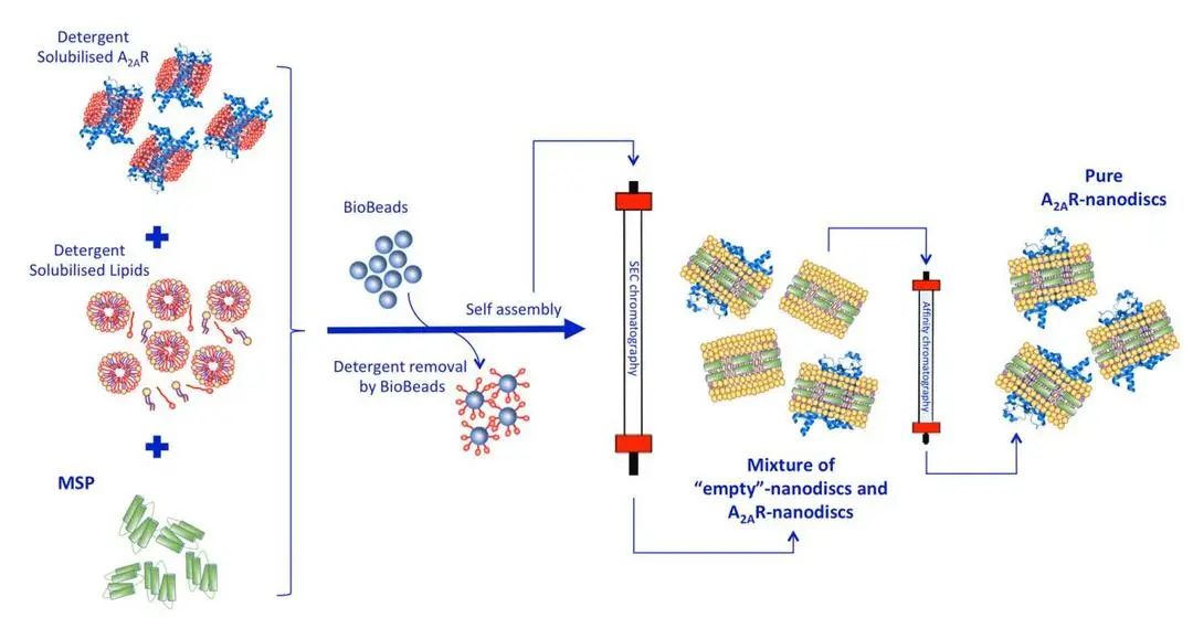 Assembly of MSP-Nanodisc