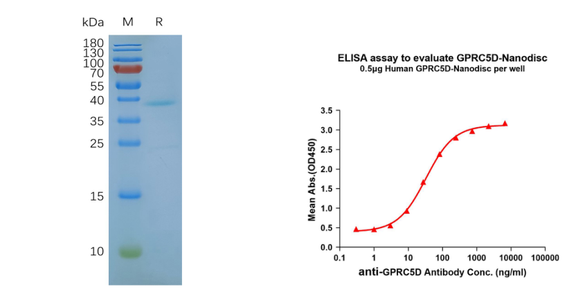 MDR-1-synthetic nanodisc validated data