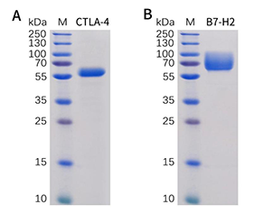 High purity determined by SDS-PAGE