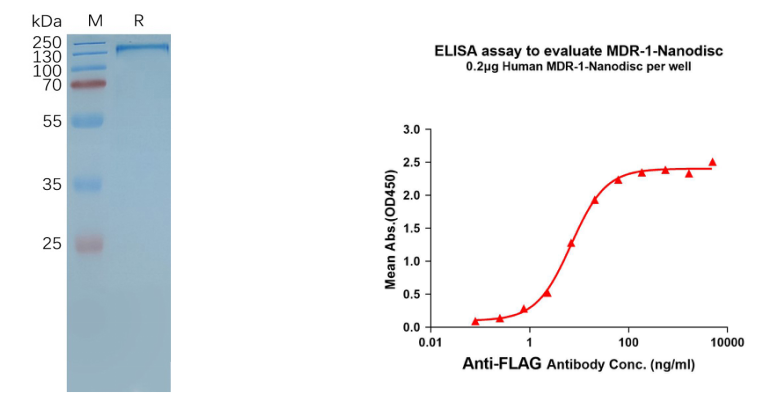 MDR-1-synthetic nanodisc validated data