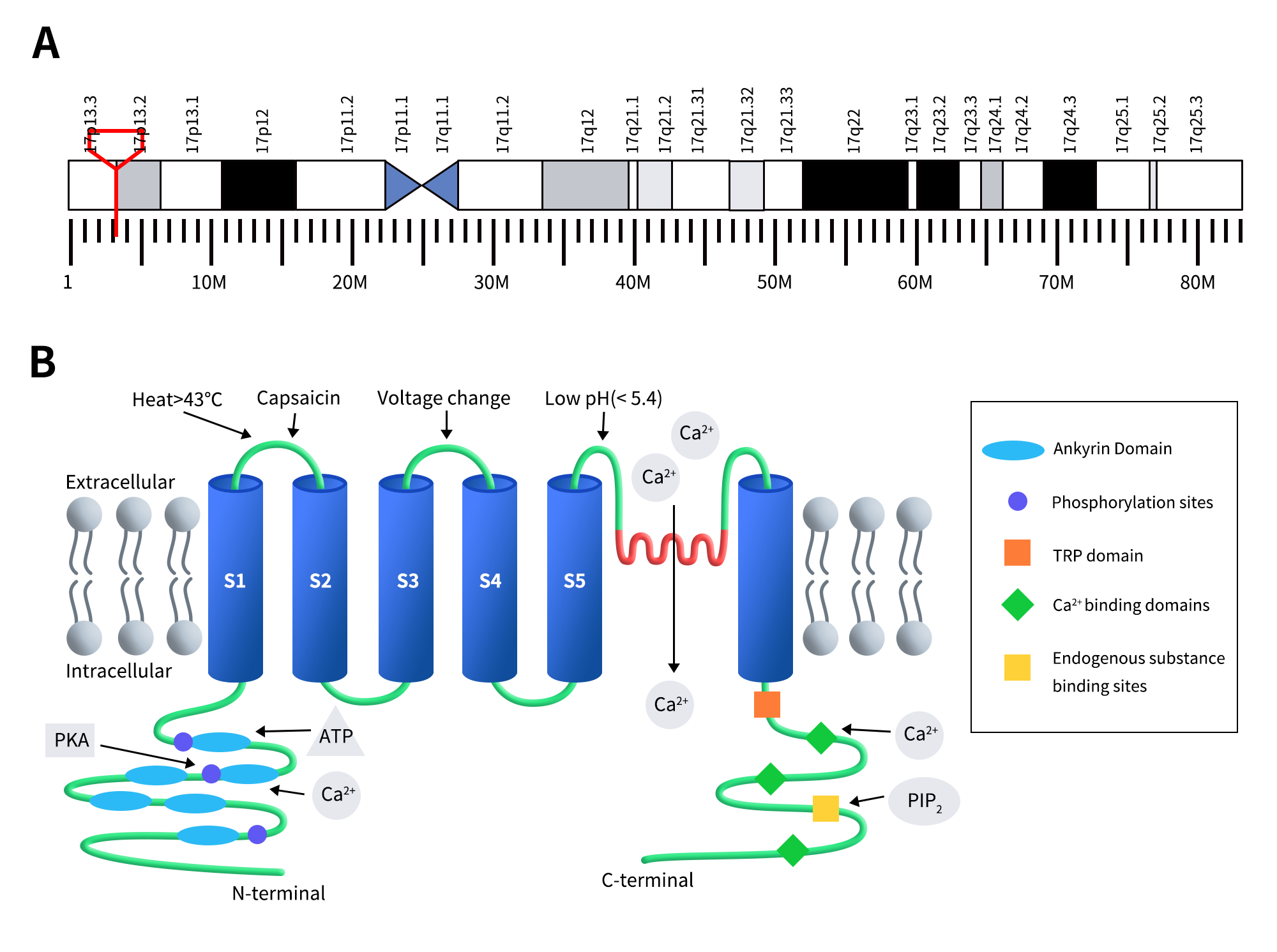 The gene location and protein structure of TRPV1