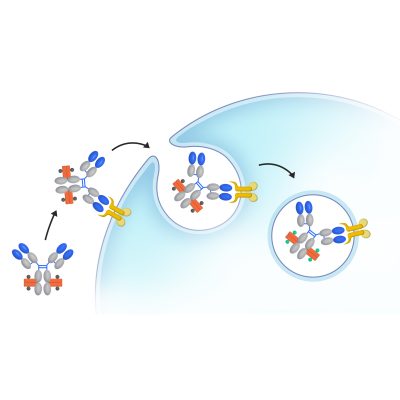 ame100001 workflow for detection of antibody internalization