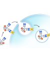 ame100001 workflow for detection of antibody internalization