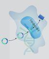 Overexpression Stable Cell Line