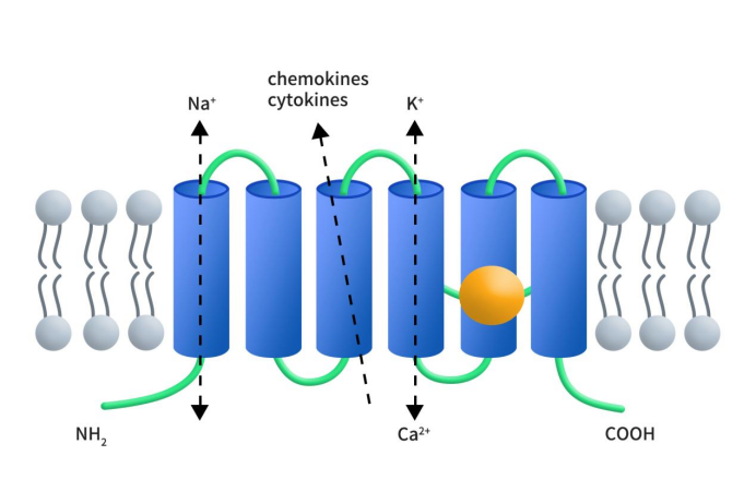 The structure of STEAP1