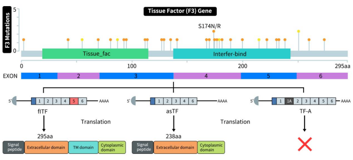 The structure of tissue factor (TF)