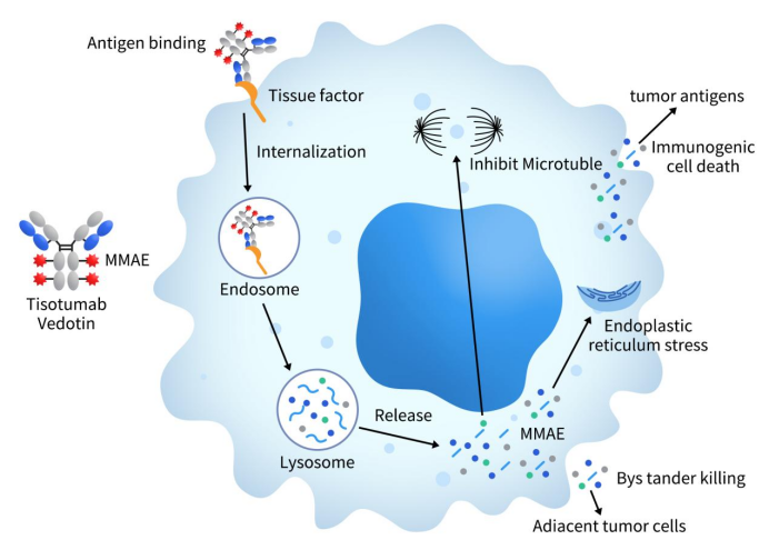 The process of Nectin-4 regulating cancer development through PI3K/AKT pathway and promoting angiogenesis after hypoxia