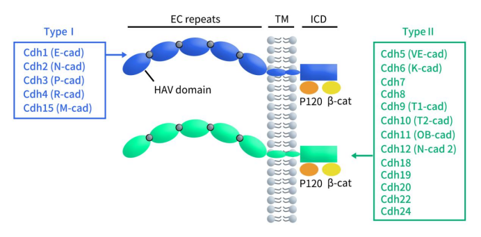 The structure of classical Cadherins