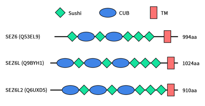 The structures of SEZ6 family