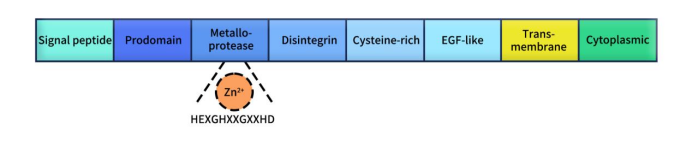 The typical structure of ADAMs