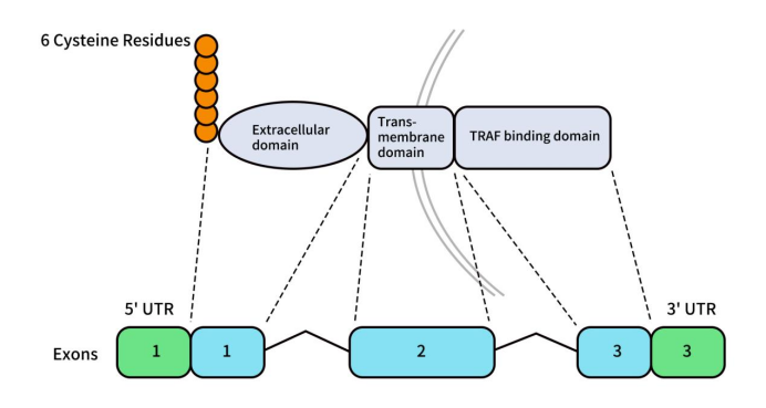 the structure of BCMA