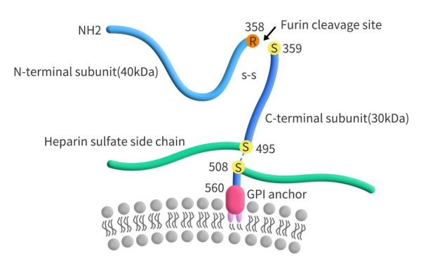 The structure of GPC3