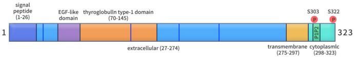 The TROP2 protein comprises four distinct segments, including 323 amino acids: 1-26 amino acids as a hydrophobic signal peptide, 27-274 amino acids as the extracellular domain, 275-297 amino acids as the transmembrane domain, and 298-323 amino acids as the cytoplasmic tail.