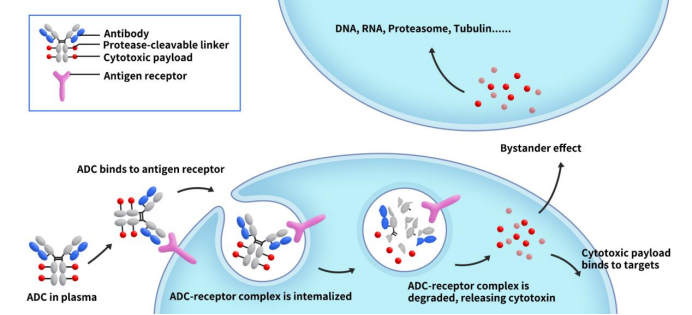 The mechanism of ADC action