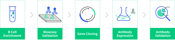 The entire process of Single B Cell Cloing Technology consists of five main steps, including B cell collection, single B cell screening, antibody gene sequencing and analysis, recombinant antibody expression, and antibody function validation.