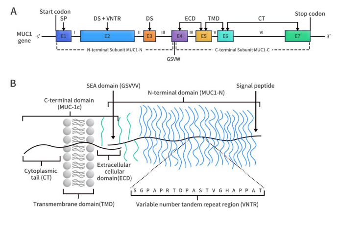 The structure of MUC1 gene (A) and protein (B)