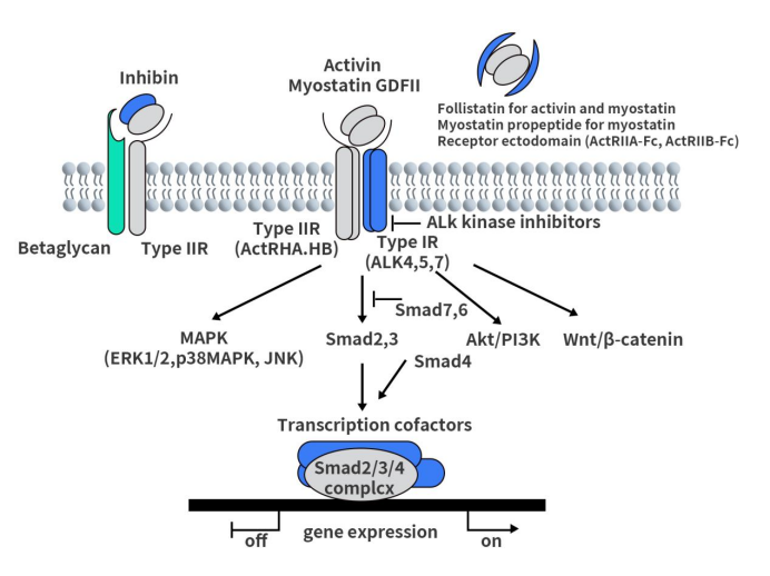 ActRII signaling pathway