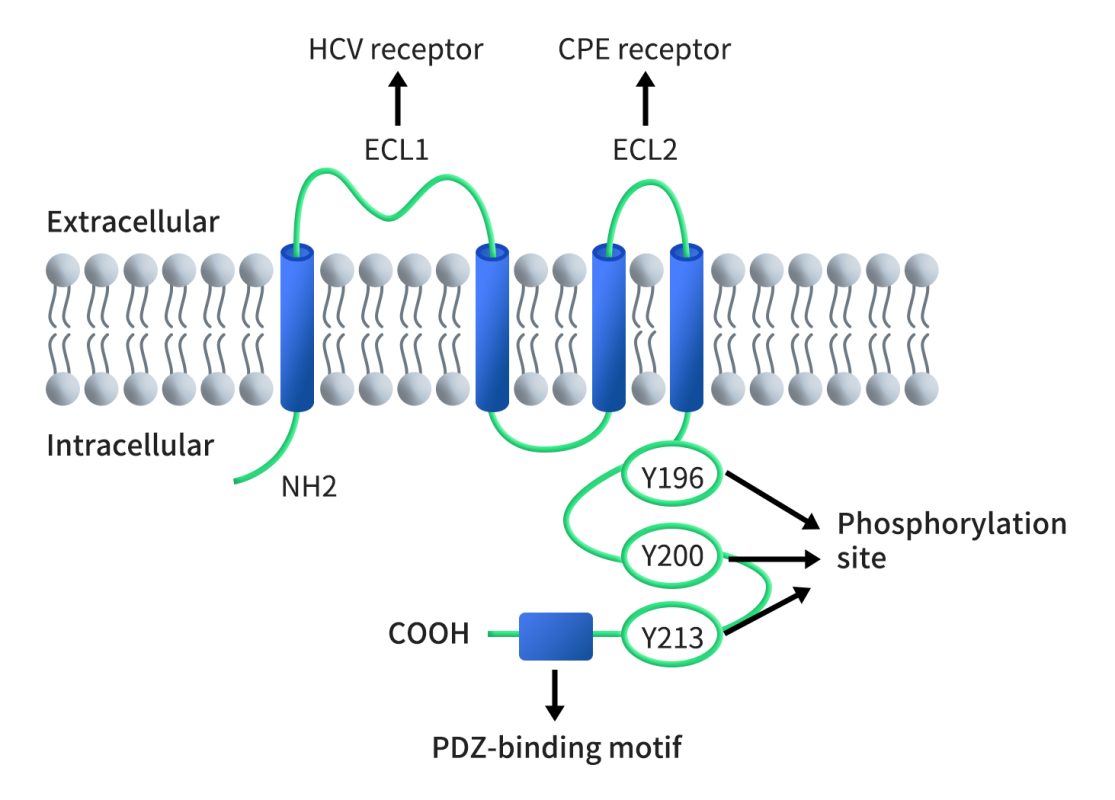 CLDN6 has four transmembrane domains, a short cytoplasmic N-terminus, a C-terminal cytoplasmic domain, two extracellular domains (larger ECL1 and a smaller ECL2) and a short intracellular loop. ECL1 and the PDZ-binding domain at the cytoplasmic C-terminus are characteristic domains of CLDNs.