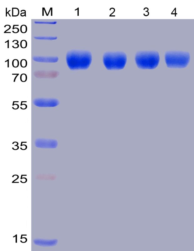 pages-2.4