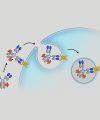 ADC Assay Reagents