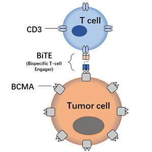 antibody-DMB100003 DMB100005 BiTE BCMA Fig1