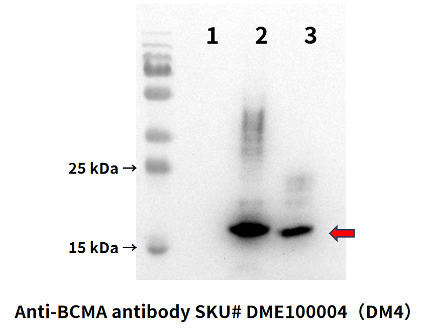 DME100004-BCMA-Fig.7-wb-1.jpg