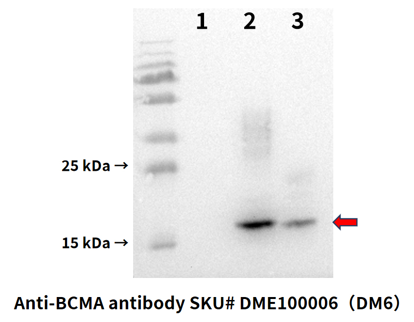 DME100006-BCMA-Fig.7-wb-1.jpg