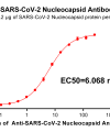 antibody-DME100016 SARS CoV 2 Nucleocapsid Figure 1