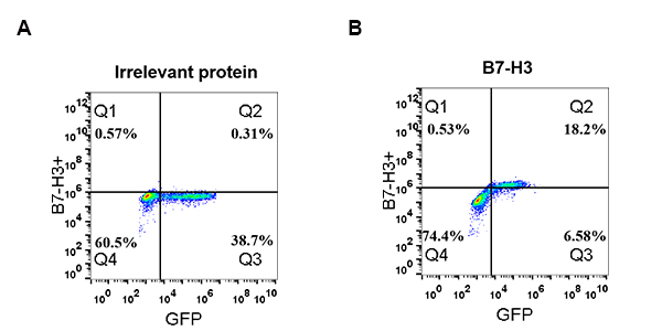 antibody-DME100053 B7H3 Fig.2 FC 1