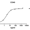 antibody-DME100102 CD40 ELISA Fig1