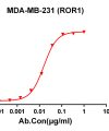 antibody-dmc100253 ror1 fc1