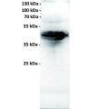 antibody-dmc100585 folr1 wb1