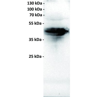 antibody-dmc100585 folr1 wb1