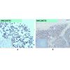 antibody-dmc100725 cd45 ihc1 1