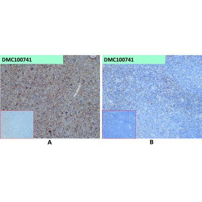 antibody-dmc100741 selplg ihc1