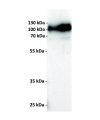 antibody-dmc100804 cd19 wb1