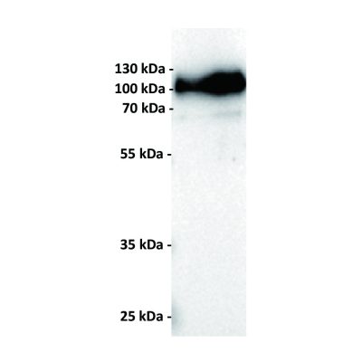 antibody-dmc100804 cd19 wb1