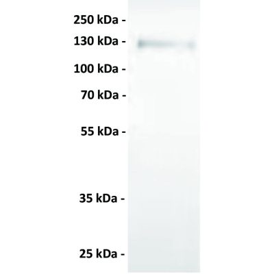 antibody-dmc100868 axl wb1