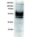 antibody-dmc100875 pdl1 wb1