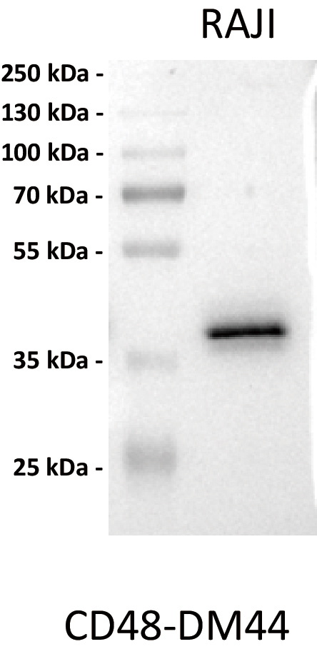 dme100043-cd48-wb1.jpg