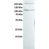 antibody-dme100433 her3 wb1