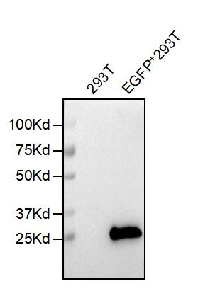 dmc101158-egfp-wb1.jpg