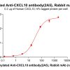 antibody-dme101182b cxcl10 elisa1