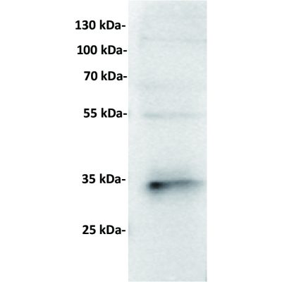 antibody-dme201009 cd7 wb1