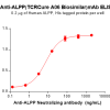 Elisa-BME100167 ALPP Fig.2 Elisa 1