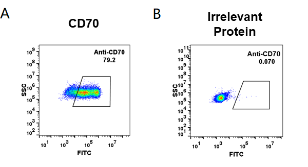 BME100005-Anti-CD70vorsetuzumab-biosimilar-mAb-FLOW-Fig1.png