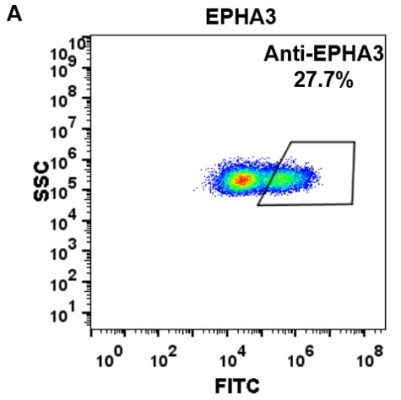 FC-BME100019 Anti EPHA3 ifabotuzumab biosimilar mAb FLOW Fig2 A