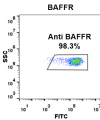 FC-BME100045 Anti BAFFR ianalumab biosimilar mAb FLOW Fig1 A