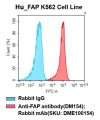 fc-cel100004 h fap k562 cell line flow