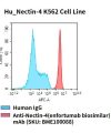 fc-cel100029 hu nectin 4 k562 cell line flow